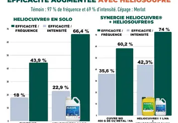 Graphiques  de résultats d'essai de l'association HELIOCUIVRE et HELIOSOUFRE su rmildiou.