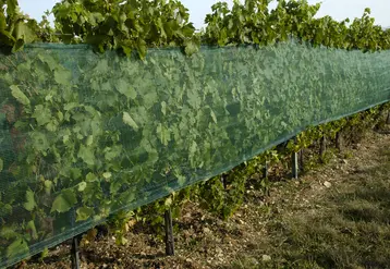 filet paragrêle dans une vigne en Beaujolais