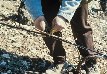 <em class="placeholder">Vigne / lutte anti-gel / mise en oeuvre des câbles électriques chauffants</em>