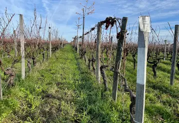 <em class="placeholder">Arbres dans les vignes de la SCEA Les Joualles de Cormeil-Figeac, château Cormeil-Figeac, 33330 Saint-Emilion, gironde, en décembre 2025. Piquet peint en blanc en début de ...</em>
