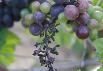 <em class="placeholder">grappe de raisin atteinte par du mildiou</em>