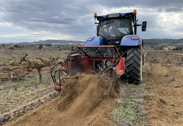 Arrachage de vigne