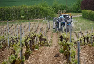 Traitement de la vigne
