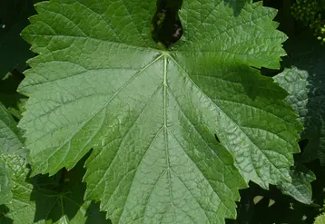 <em class="placeholder">feuille de variété de raisin de cuve volturnis</em>