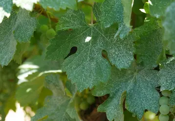 <em class="placeholder">feuille de vigne couverte de cuivre</em>