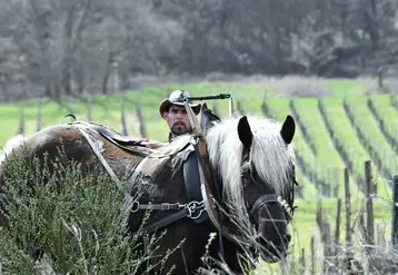 <em class="placeholder">Oscar Wohleber, prestataire de services à cheval, vigneron et salarié viticole à Andlau dans le Bas-Rhin, avec John, son cheval comtois</em>