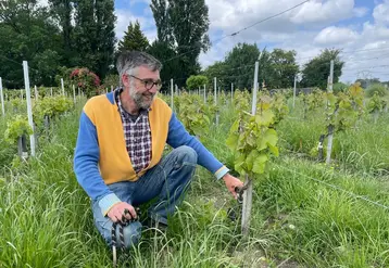 <em class="placeholder">Jean-Baptiste Cordonnier, viticulteur aux Châteaux Anthonic et Lestage Darquier Grand Poujeaux, à Moulis-en-Médoc, en Gironde</em>