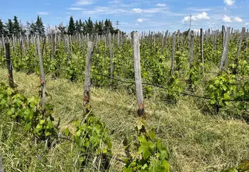 <em class="placeholder">Chez Paul Esteve et Chrystelle Vareille, vignerons au Domaine des Miquettes, à Cheminas, en Ardèche, en appellation saint-joseph et vins sans IG

Parcelle de chasselas ...</em>