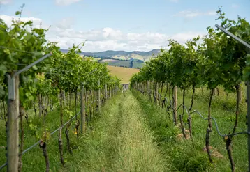 <em class="placeholder">vignes du domaine Greystone en Nouvelle Zélande</em>