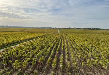 <em class="placeholder">Château Pontet-Canet, à Pauillac, en Gironde, en octobre 2022. Médoc, bordeaux, bordelais, grand cru classé, biodynamie, paysage vigne, paysage viticole, vigne médoc</em>