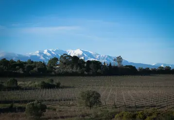 Vignoble des Pyrénées-Orientales