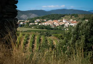Vignoble des Pyrénées-Orientales.