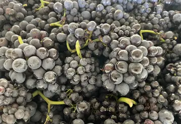 Grappes de raisin vendangées.