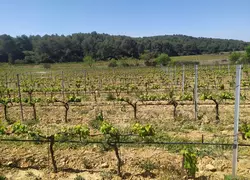 Le mandat de protection future permet de préserver le domaine viticole en cas d'altération de ses facultés.