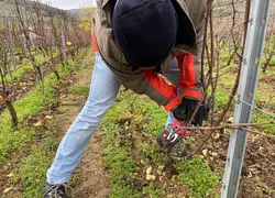 Taille de la vigne avec le sécateur électrique viticole sans fil Mage Sam 25, fonctionnant avec batterie au Li-ion, à Mâcon, dans les vignes du Vitilab, en octobre 2022