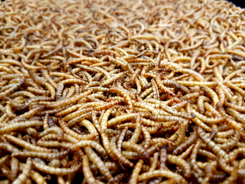 L'élevage d'insectes pour l'alimentation animale – farine d'insecte Ynsect