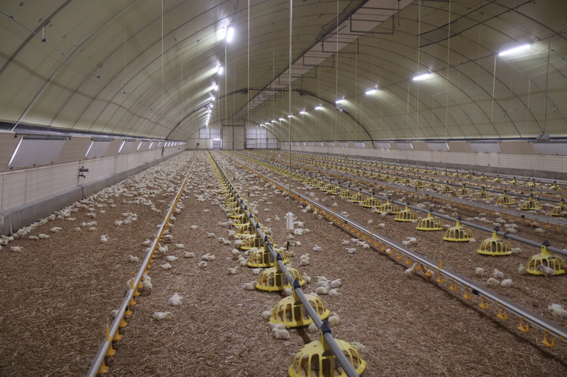 Commercial Poultry House Environmental Monitoring Application