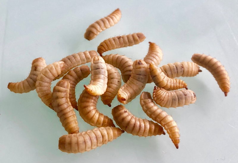 Le prix des larves a été calculé en fonction du manque à gagner en huile et farine. Il se chiffre pour l'instant en milliers d'euros par tonne de larves. © Innovafeed