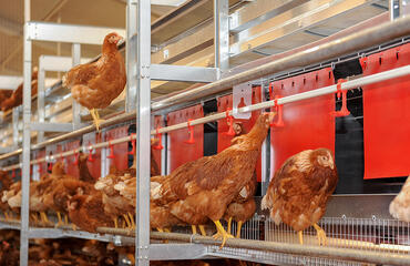 Production d’œufs : l’EARL des Trois sites a investi 1,27 million d’euros pour sortir les poules des cages