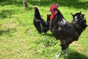 La poule noire de Louhans est réputée pour sa rusticité.