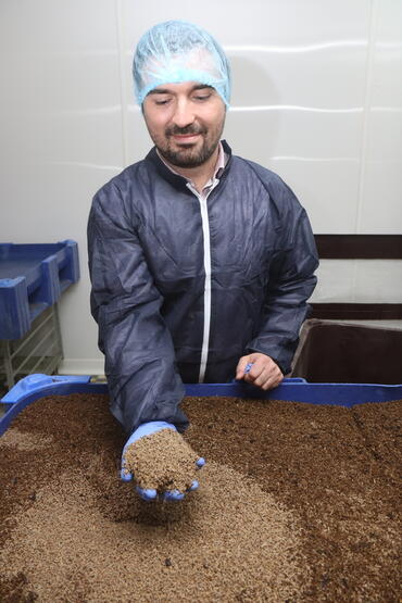 Larves de mouches soldat noir dans la main de Marc Antoine Luraschi. Orvia est déjà capable de fournir de l’ordre de 50 millions de larves démarrées à ses clients ...