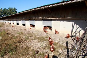 « Nous jouons la complémentarité entre œufs et cultures bio »