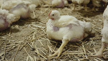 <em class="placeholder">Sanitaire : Endiguer les boiteries du poulet à E. cecorum</em>