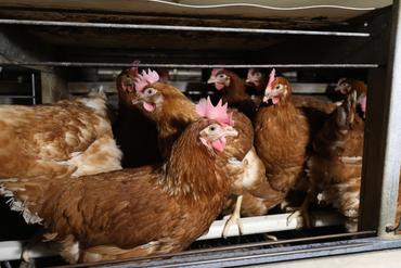 <em class="placeholder">La poule Novo Brown, le produit des éleveurs de poules en cage à la recherche de la productivité et de la compétitivité.</em>