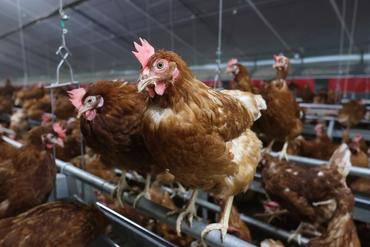 <em class="placeholder">La poule Novo Color est une poule génétiquement alourdie pour être plus résiliente.</em>