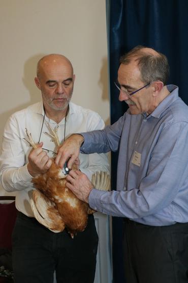<em class="placeholder">L&#039;épaisseur de gras est mesurée à l&#039;aide d&#039;un appareil portatif par infrarouge.</em>