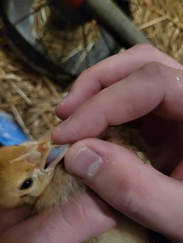 <em class="placeholder">Teinter la solution vaccinale en bleu permet de vérifier l’intensité de la buvée sur les poulettes</em>