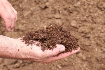 poignée de compost de volailles