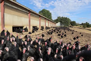 <em class="placeholder">Les dindes noires festives label rouge, moins connues, sont élevées de fin avril à mi-décembre chez Yannick Besnard à Aignan (32). Leur alimentation se compose de maïs, ...</em>