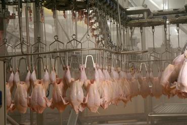 <em class="placeholder">des poulets éviscérés suspendus sur une chaine d'un abattoir en Bretagne</em>