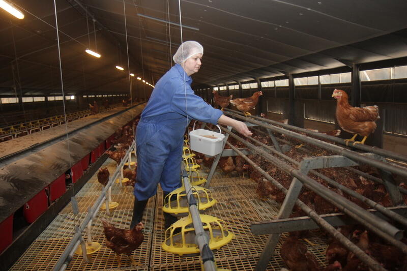Pou rouge en poule pondeuse Maintenir un équilibre avec le biocontrôle Réussir volailles