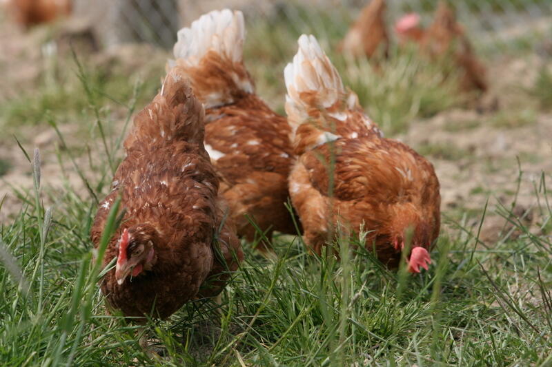 Raisonner La Lutte Contre Les Vers Des Poules Pondeuses | Réussir Volailles