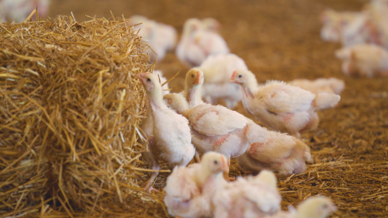 L’Institut technique de l’aviculture lance trois grands projets de ...