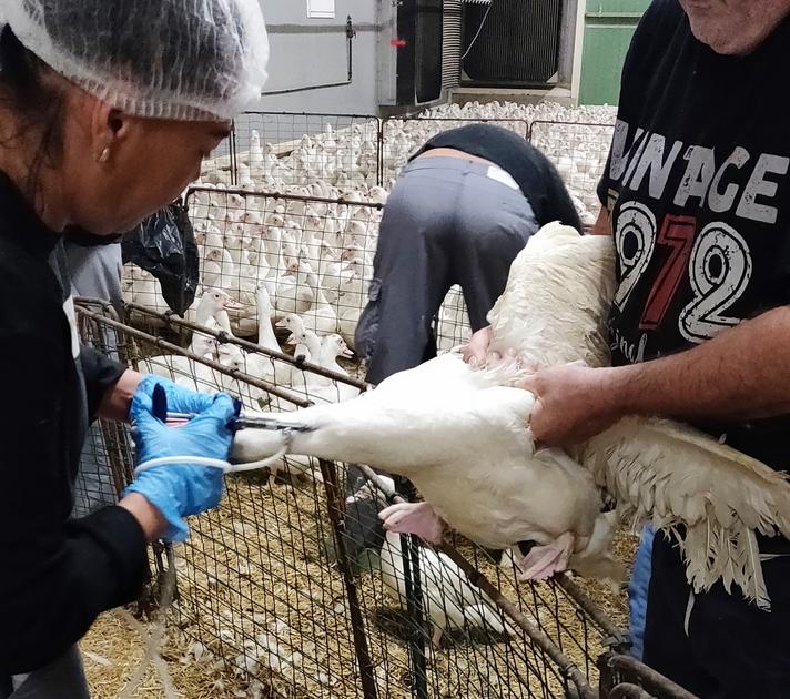 Grippe Aviaire : Vers Un Renforcement Du Protocole De Vaccination Des ...