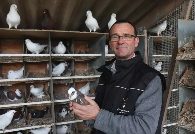 Passionné par cet oiseau très attachant, Ludovic Guillaume s'est lancé dans son élevage de pigeon pour la seconde fois et espère que ce sera la bonne.