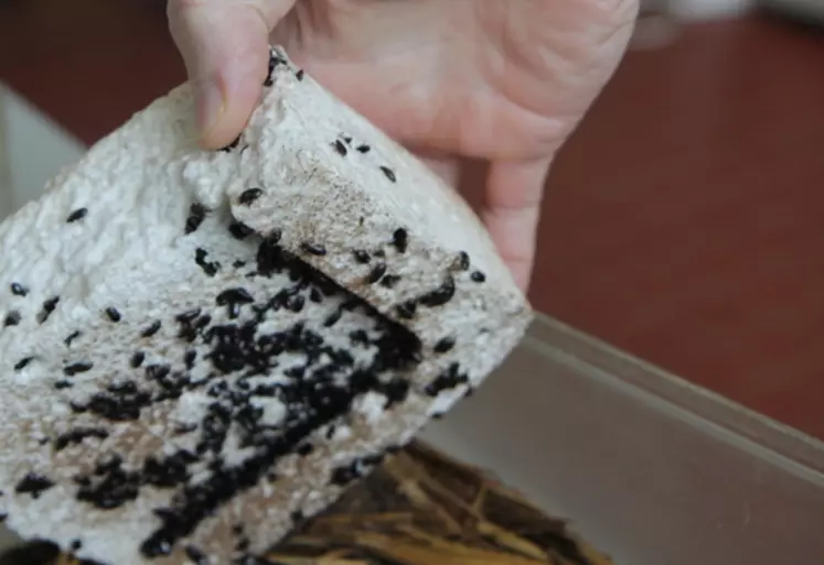 Le système digestif du ténébrion adulte dégrade en partie le polystyrène, sans doute via des bactéries spécialisées, mais l’insecte n’en tire aucun bénéfice.