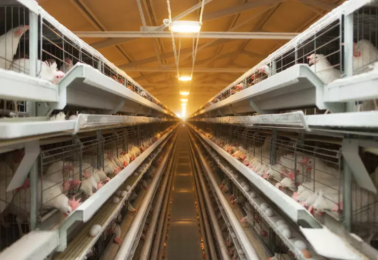 Élevage en cage typique des fermes de ponte ukrainiennes. Selon l’Itavi, en 2022 le coût de production des œufs ukrainiens était inférieur d’environ 30 % par rapport ...