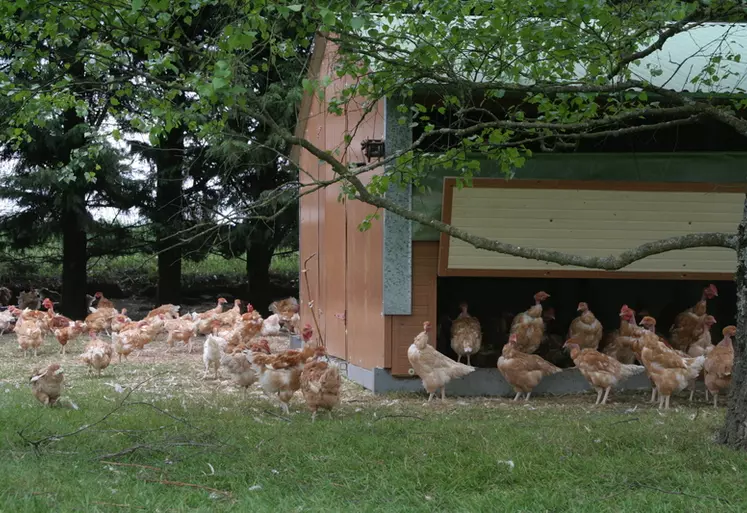 poulet fermier vente directe morbihan parcours petits bâtiments mobiles