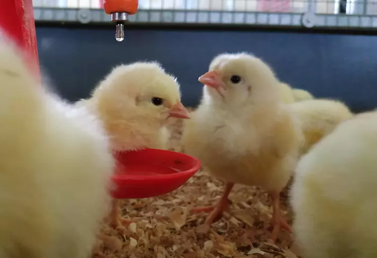 La goutte d’eau sur le pointeau incite le poussin à venir boire et à s’habituer à la pipette