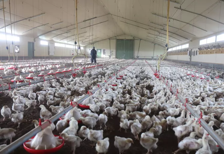 Pendant ses 15 premiers jours de vie, le poussin a du mal à tirer profit de la vitamine D3 qu'il ingère sous forme de cholécalciférol