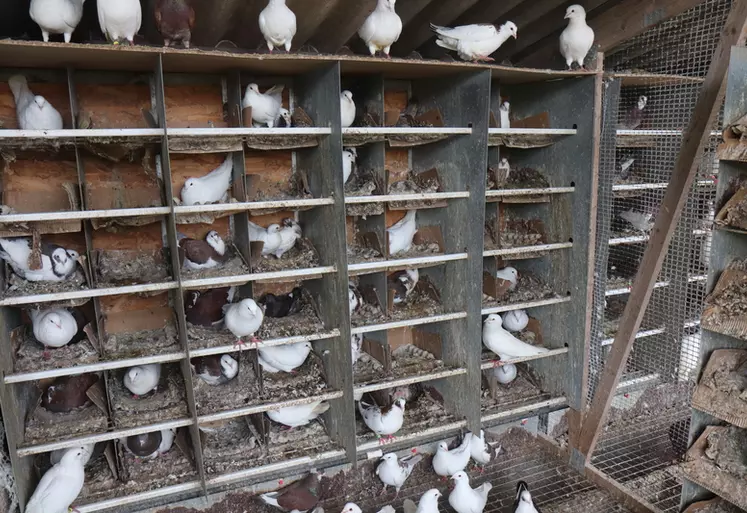 Avec un investissement relativement modéré, l’élevage de pigeons reproducteurs peut intéresser un public à la recherche d’une activité qui respecte la biologie de ...