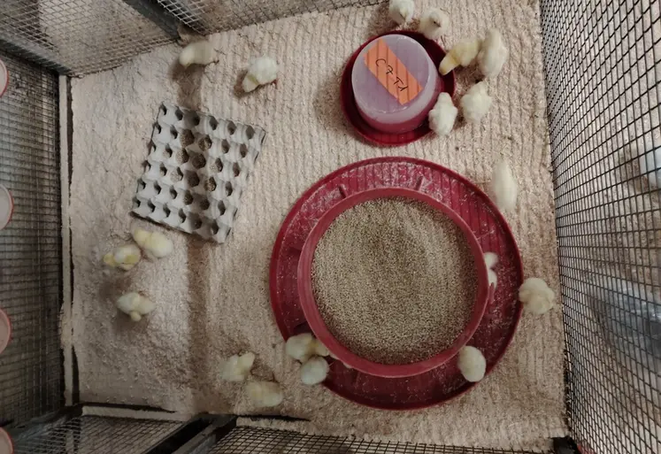 <em class="placeholder">Quatre protocoles sanitaires ont été testés en station expérimentale durant la première semaine de vie des poussins; aucun traitement, association d&#039;antibiotiques, ...</em>
