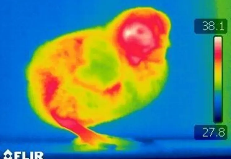 <em class="placeholder">Visualisation des pertes énergétiques d&#039;un poussin.Chauffer longtemps au delà des 32 ° C les premiers jours peut être néfaste au poussin.</em>