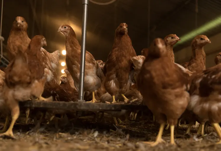 <em class="placeholder">Il faut viser 80% d&#039;homogénéité des poids des poulettes sur toute la croissance.</em>