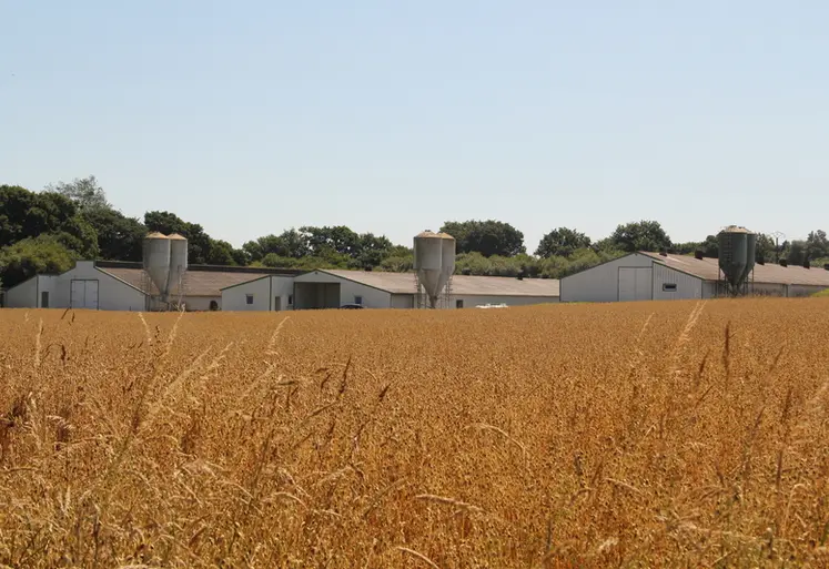 <em class="placeholder">référent crédit agricole éleveur poulettes  blanches paysage</em>