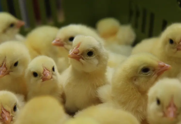 <em class="placeholder">Itavi Inrae couvoir poulets fortes chaleurs</em>